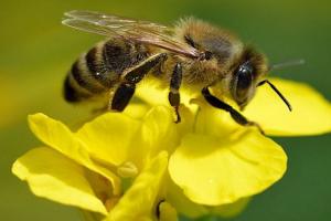 bee