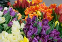 Nőnap / Dorog, 2026.03.06.